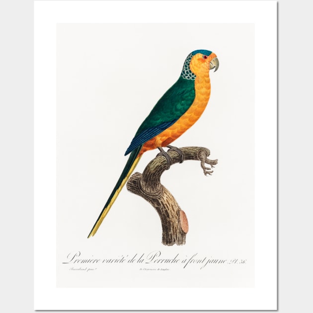 The Yellow-Fronted Parakeet, Cyanoramphus auriceps from Natural History of Parrots (1801—1805) by Francois Levaillant. Wall Art by Elala